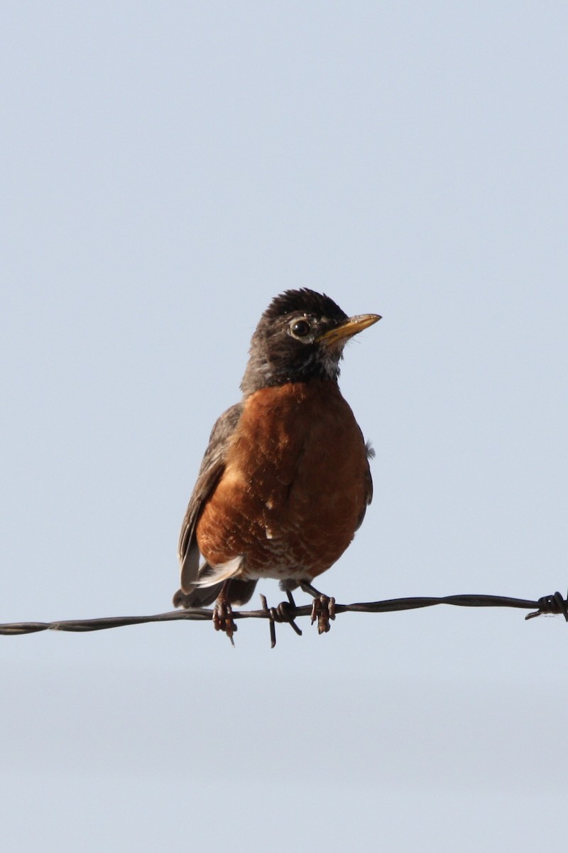 American Robin - ML647869016