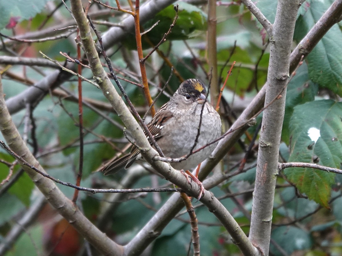 Sarı Tepeli Serçe - ML647869021