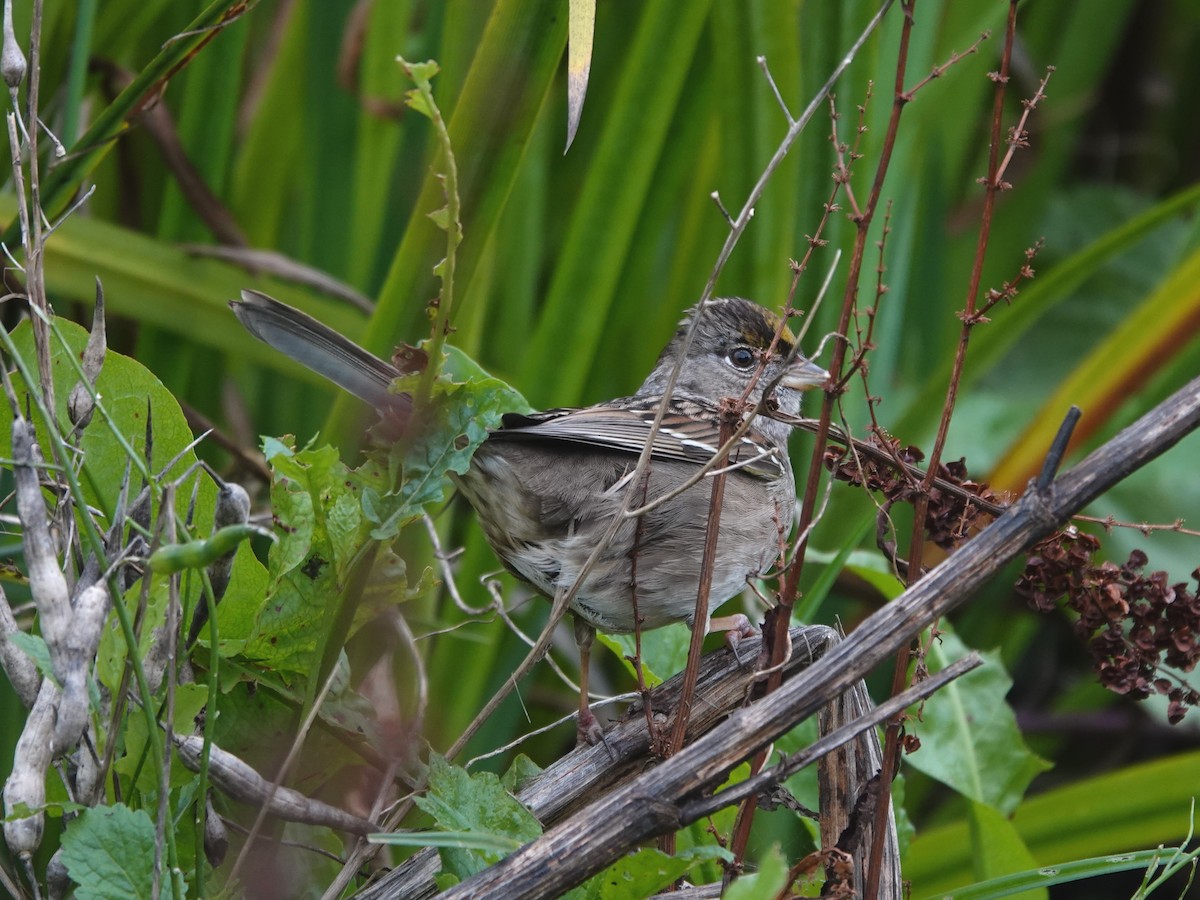 Sarı Tepeli Serçe - ML647869025