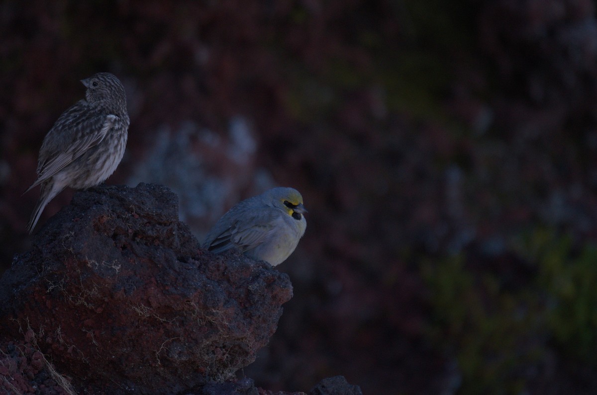 Sarı Kaşlı And İspinozu - ML647869026