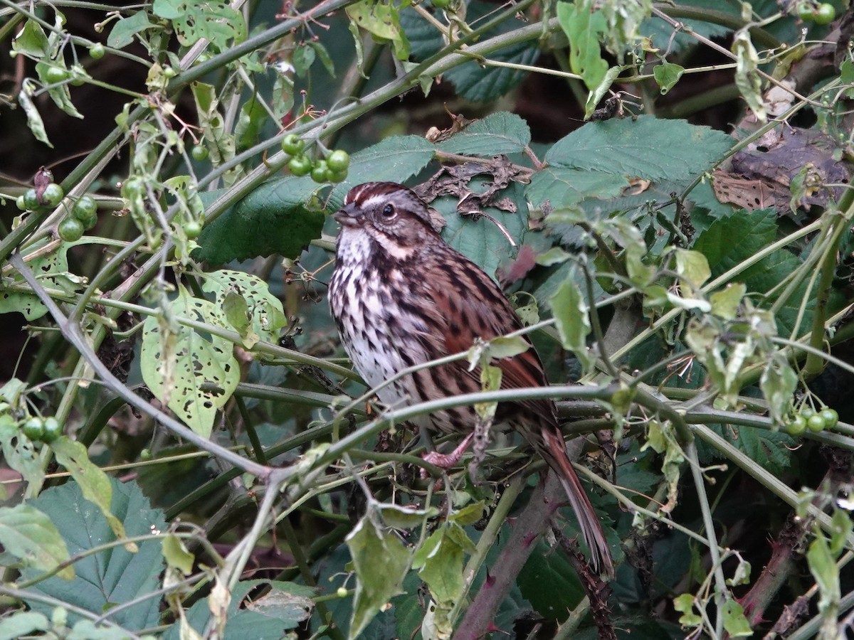 Ötücü Serçe - ML647869029