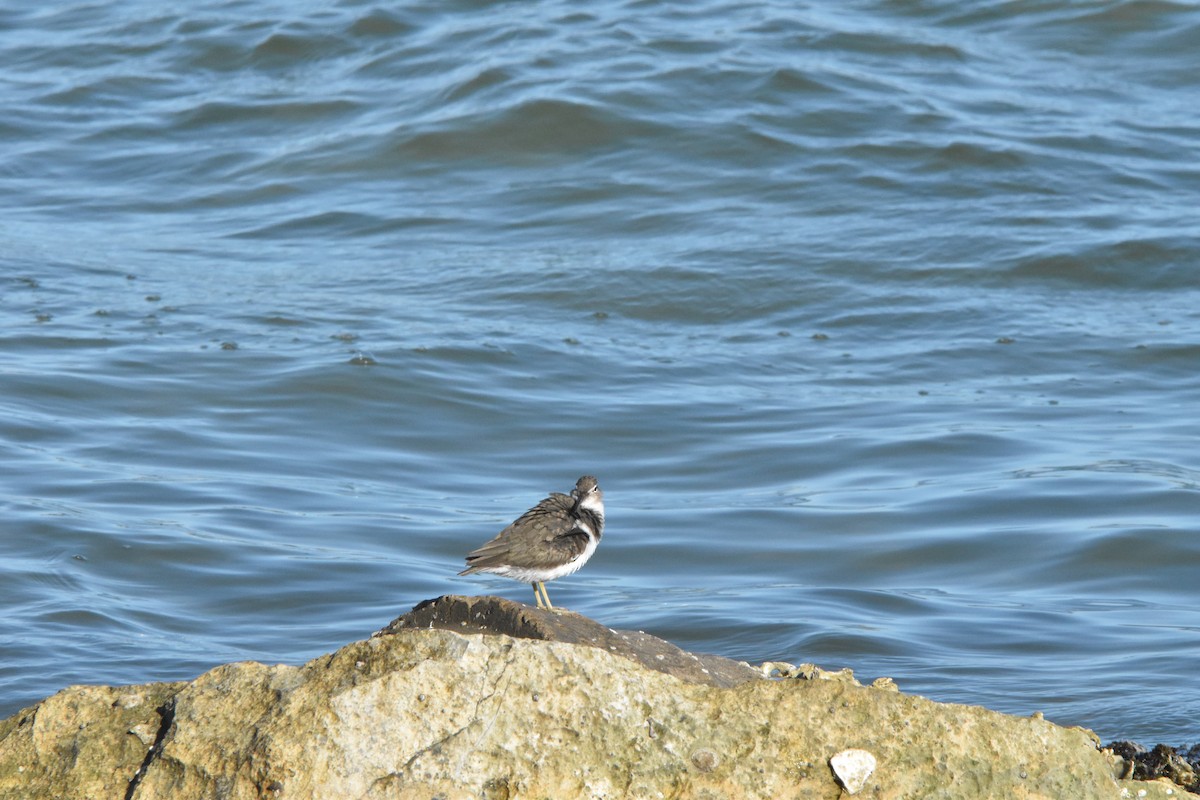 Benekli Düdükçün - ML647869030