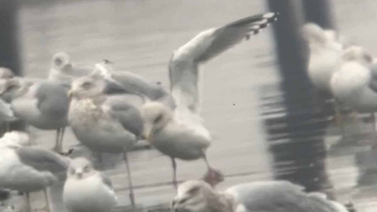 Grönland Martısı (thayeri) - ML647869031