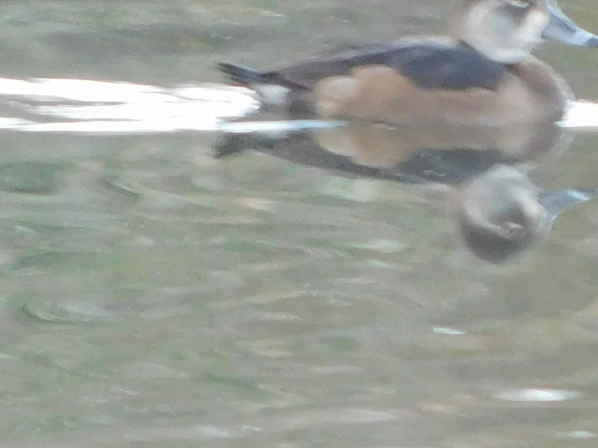 Halkalı Patka - ML647869032