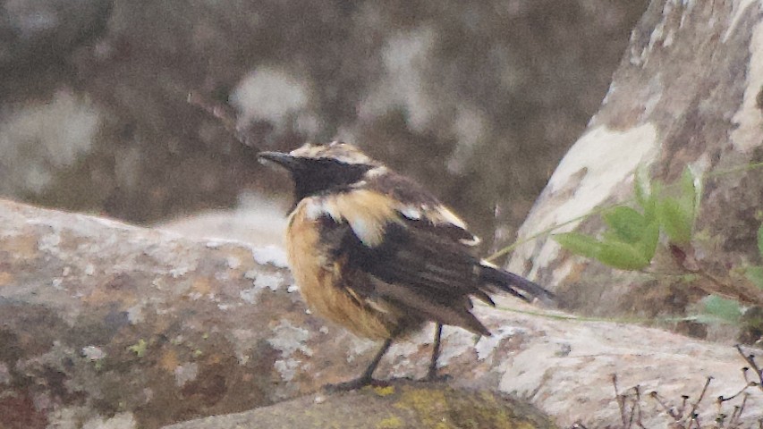 Taş Alacası - ML647869033