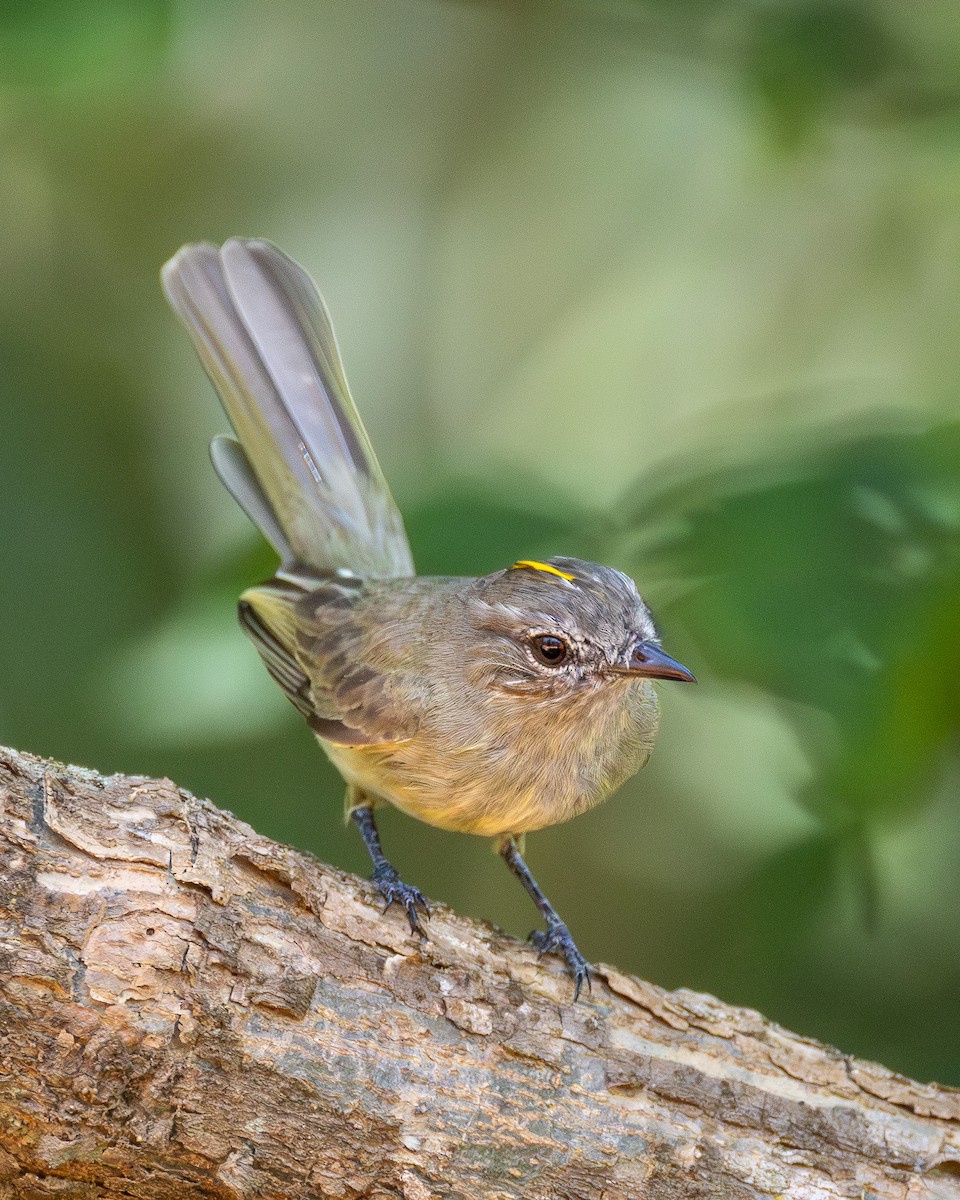 Yeşilimsi Elenya - ML647869034