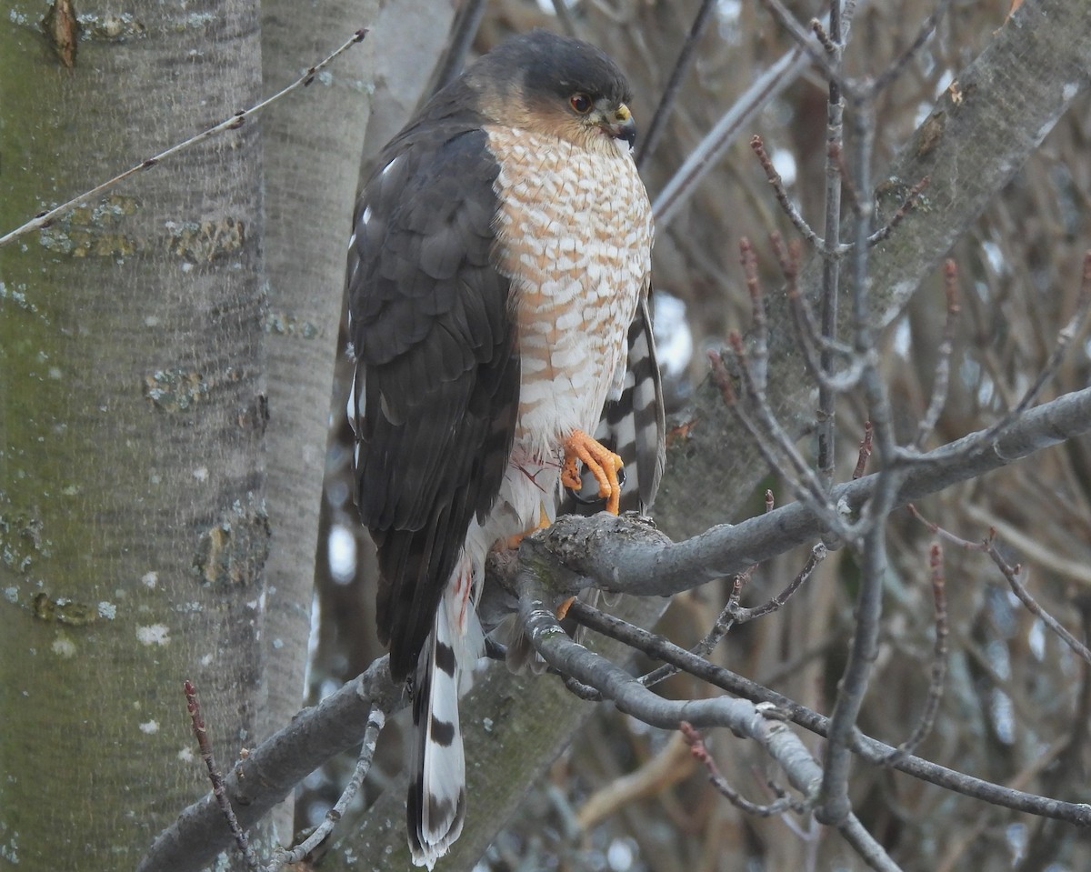 Amerika Atmacası - ML647869035