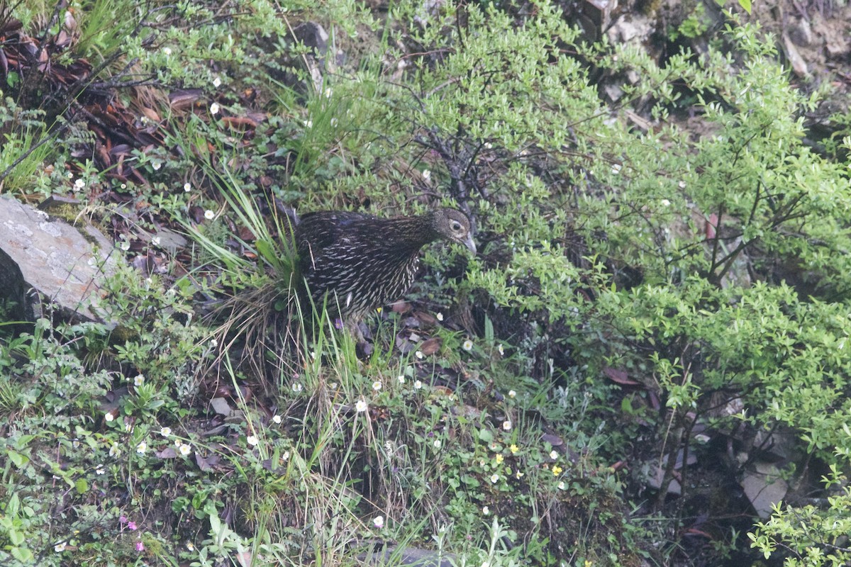 Mavi Kuyruklu Monal - ML647869036