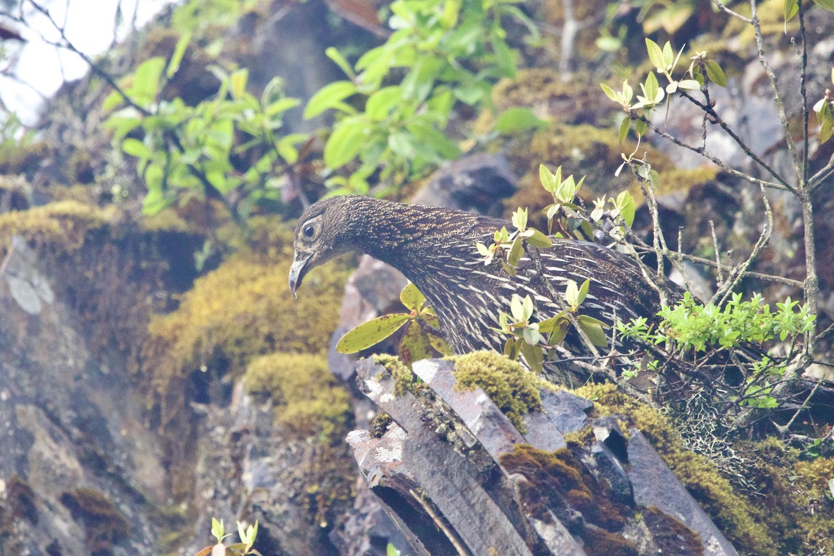 Mavi Kuyruklu Monal - ML647869037