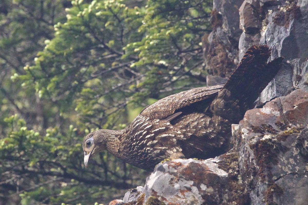 Mavi Kuyruklu Monal - ML647869038