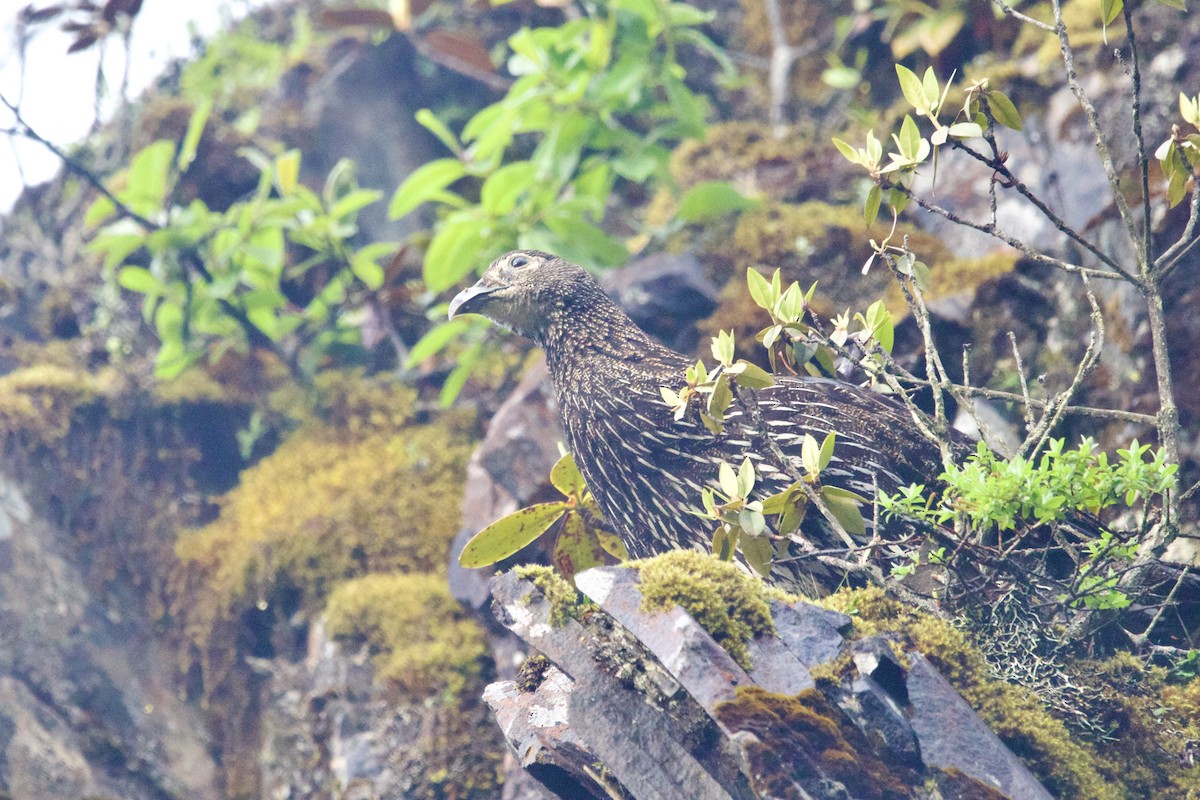 Mavi Kuyruklu Monal - ML647869039