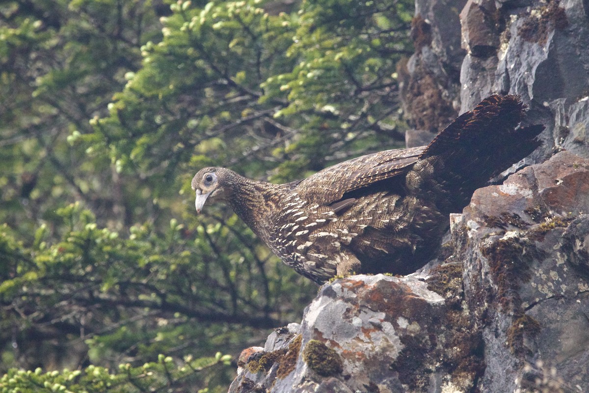 Mavi Kuyruklu Monal - ML647869040