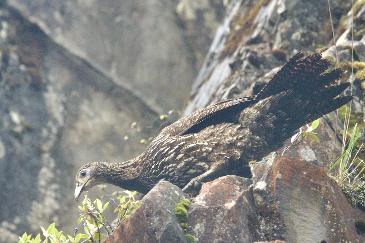 Mavi Kuyruklu Monal - ML647869041