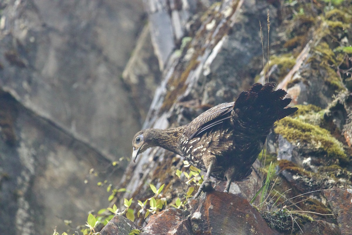 Mavi Kuyruklu Monal - ML647869042