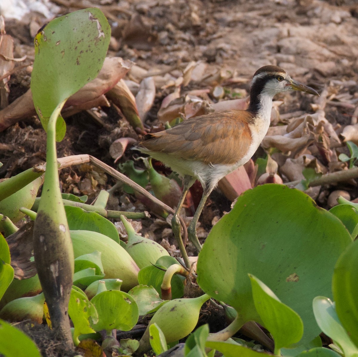 Kırmızı Alınlı Jakana - ML647869043