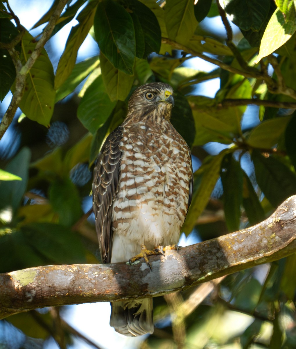 Geniş Kanatlı Şahin - ML647869044