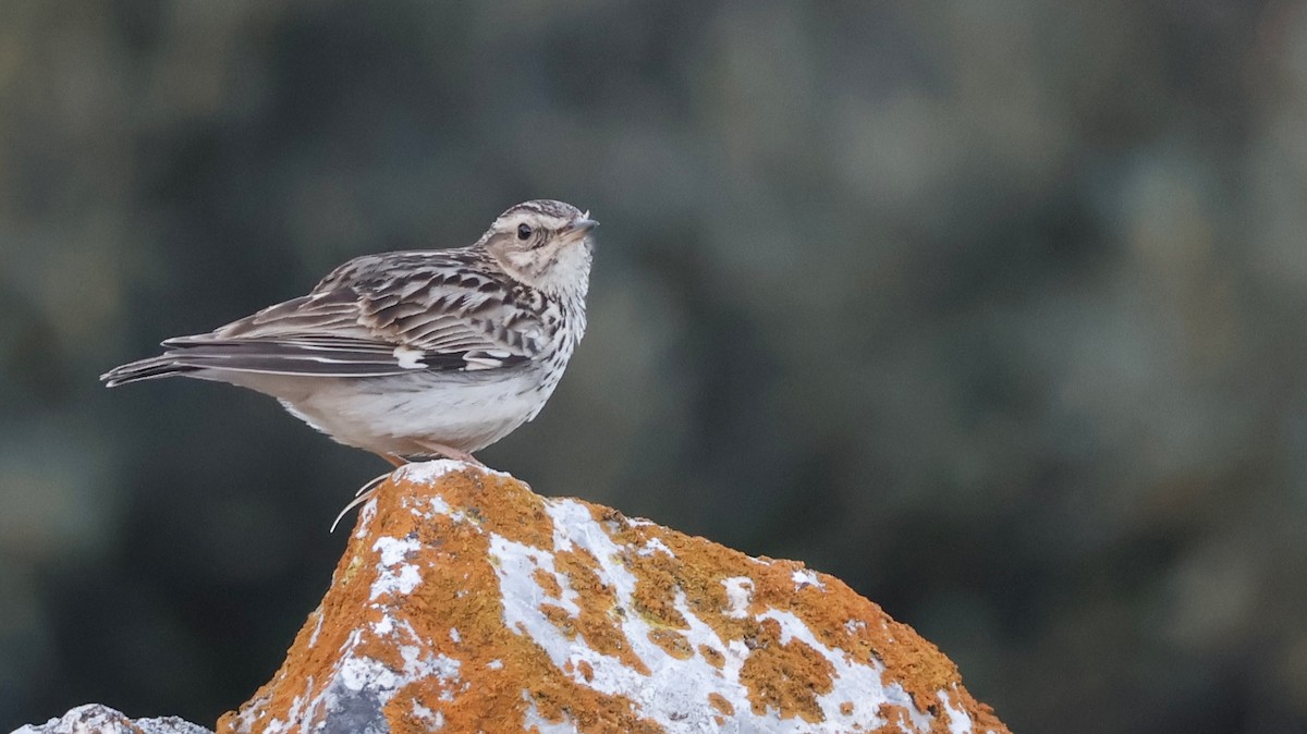 Orman Toygarı - ML647869047