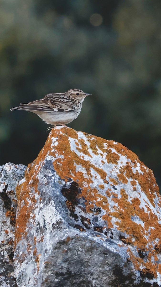 Orman Toygarı - ML647869048