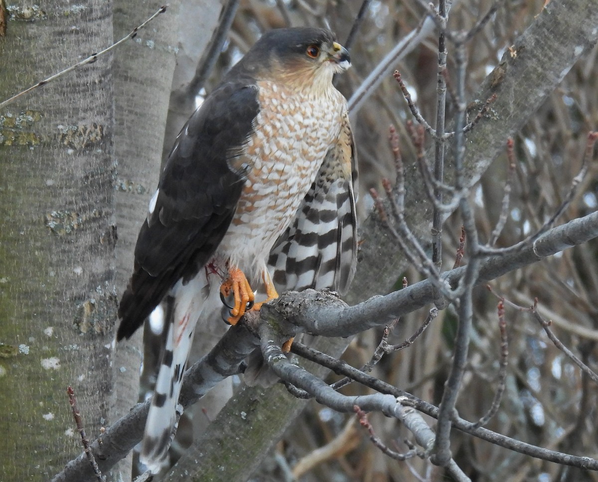 Amerika Atmacası - ML647869050