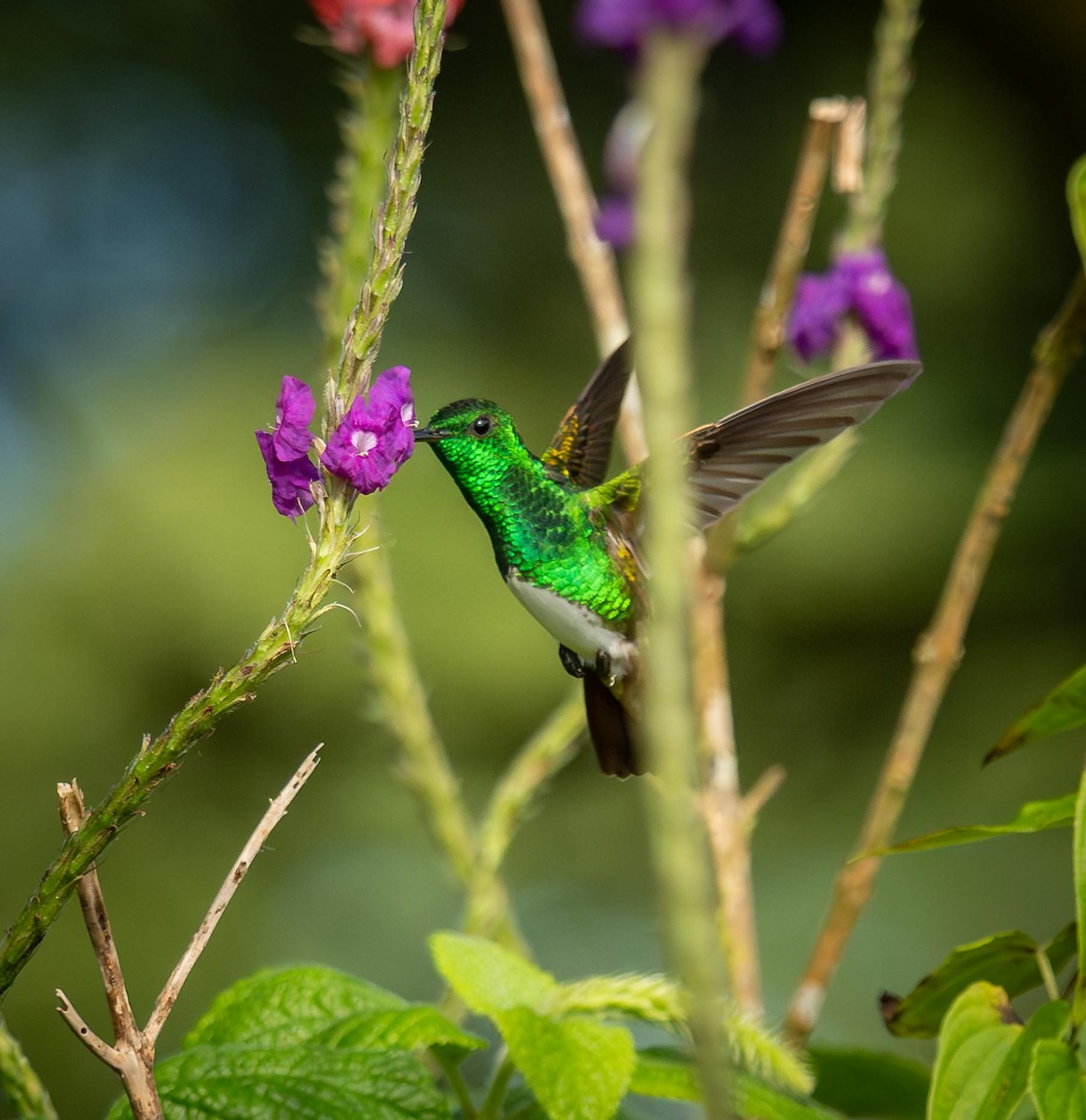 Edward Kolibrisi - ML647869051