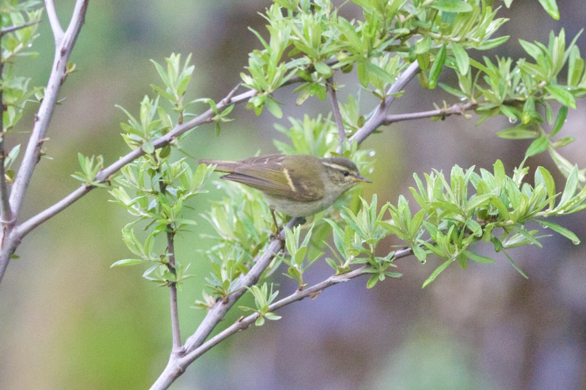 Ak Kaşlı Çıvgın - ML647869052