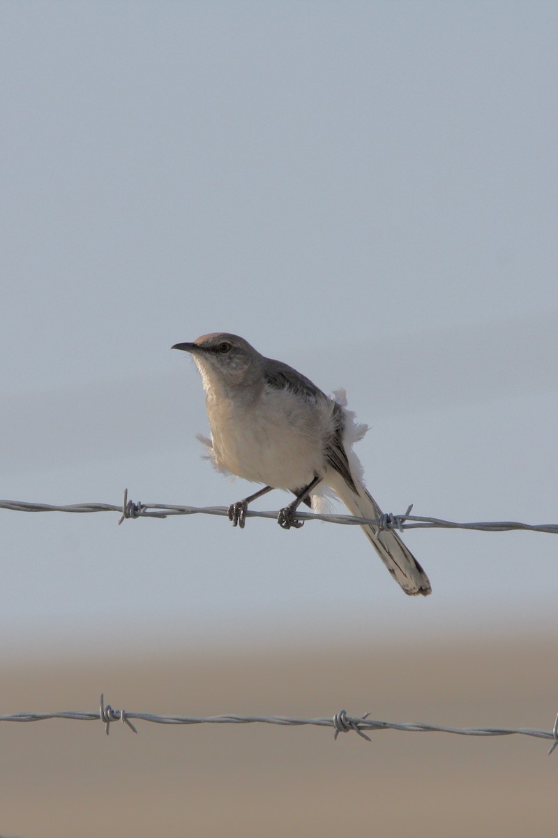 Kuzeyli Taklitçi - ML647869053