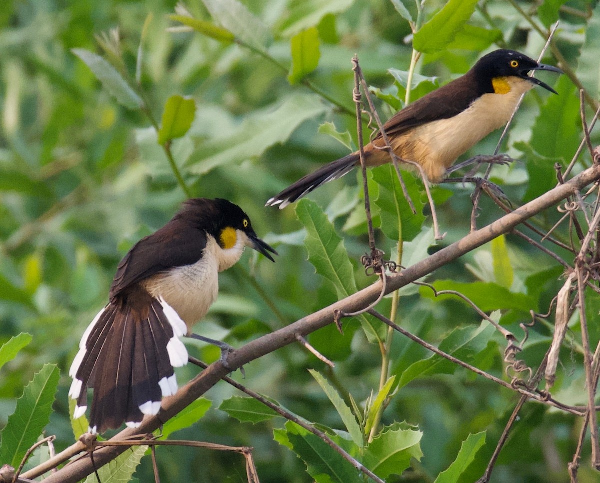 Donakobiyus - ML647869054