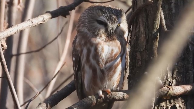 Североамериканский сыч - ML647869064