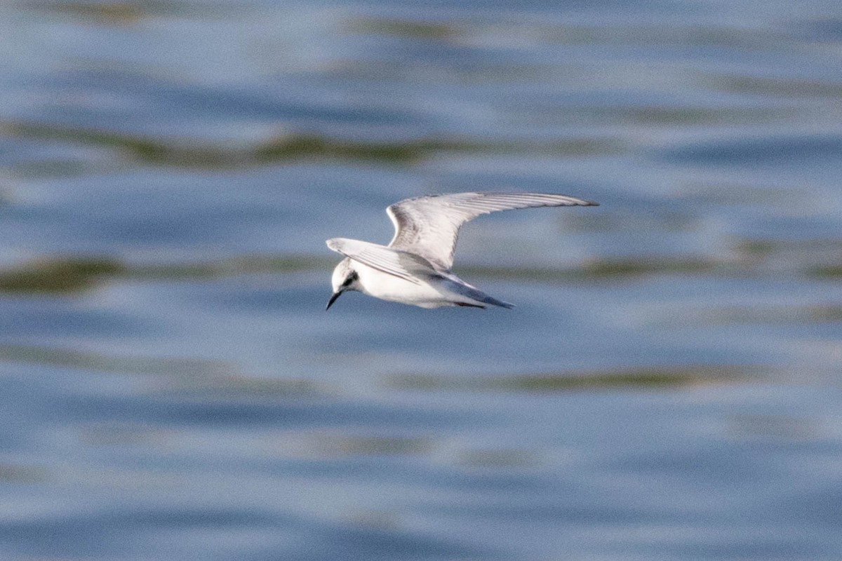 Whiskered Tern - ML647869101