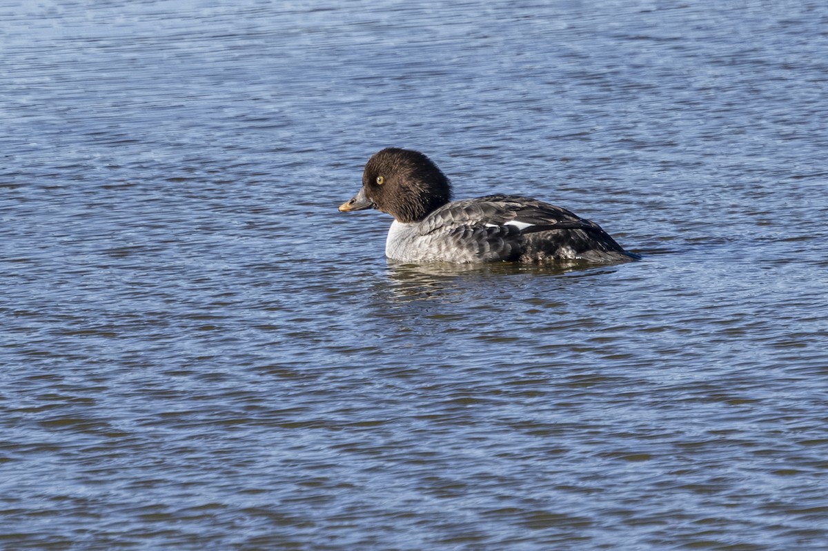 キタホオジロガモ - ML647869128
