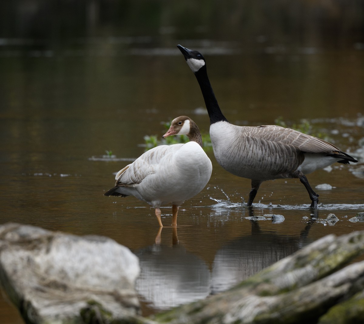 Barnacla Canadiense Grande - ML647869132