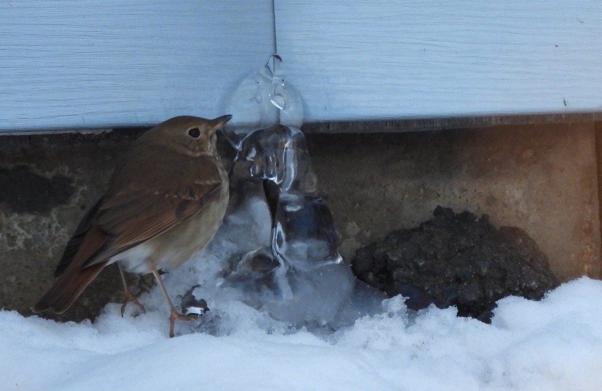 Einsiedler-Musendrossel - ML647869165