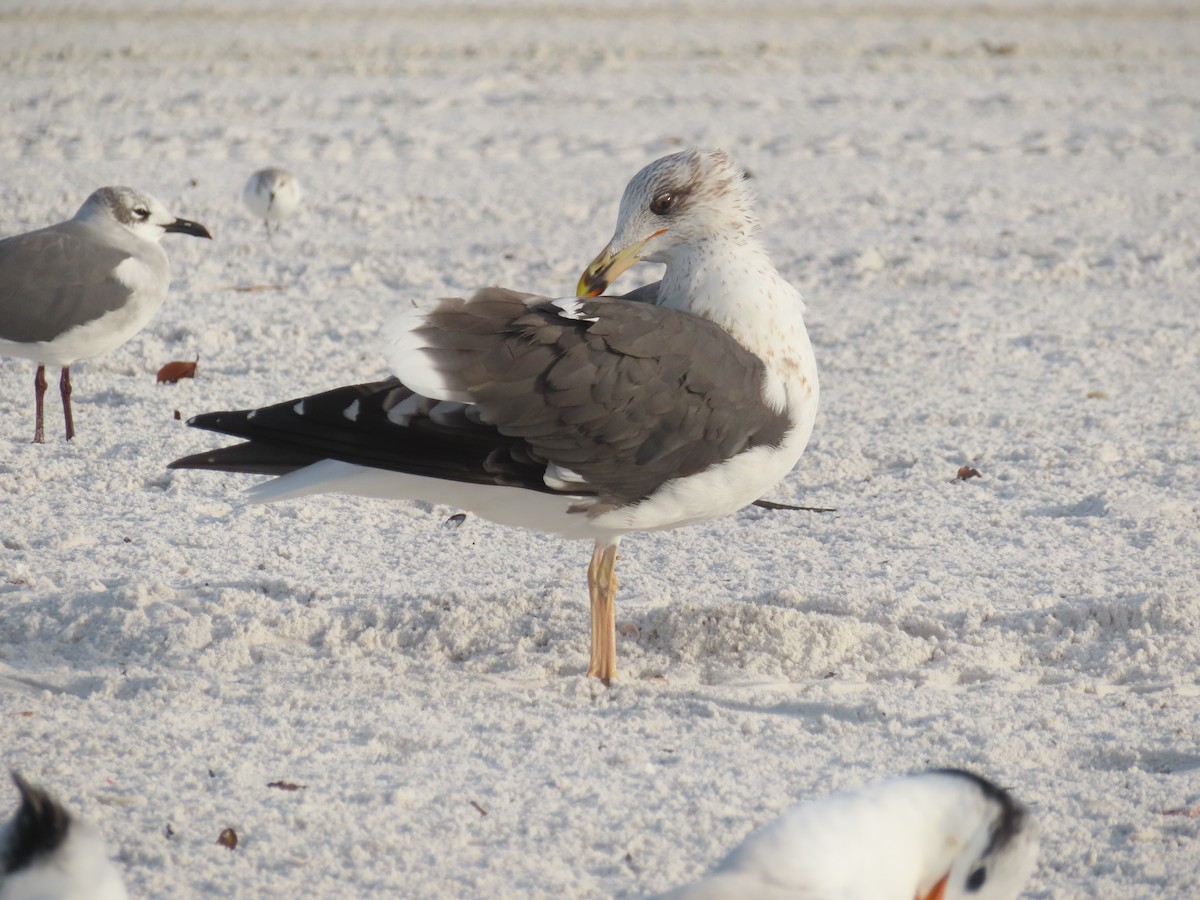 Lesser Black-backed Gull - ML647869172