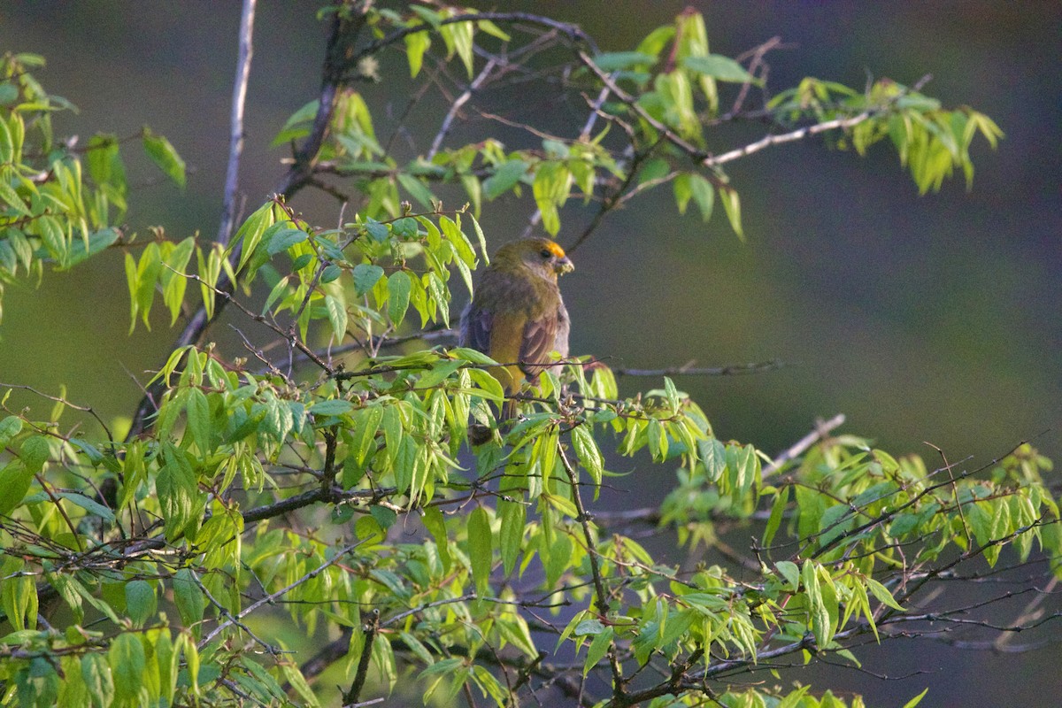 Rhododendrongimpel - ML647869175