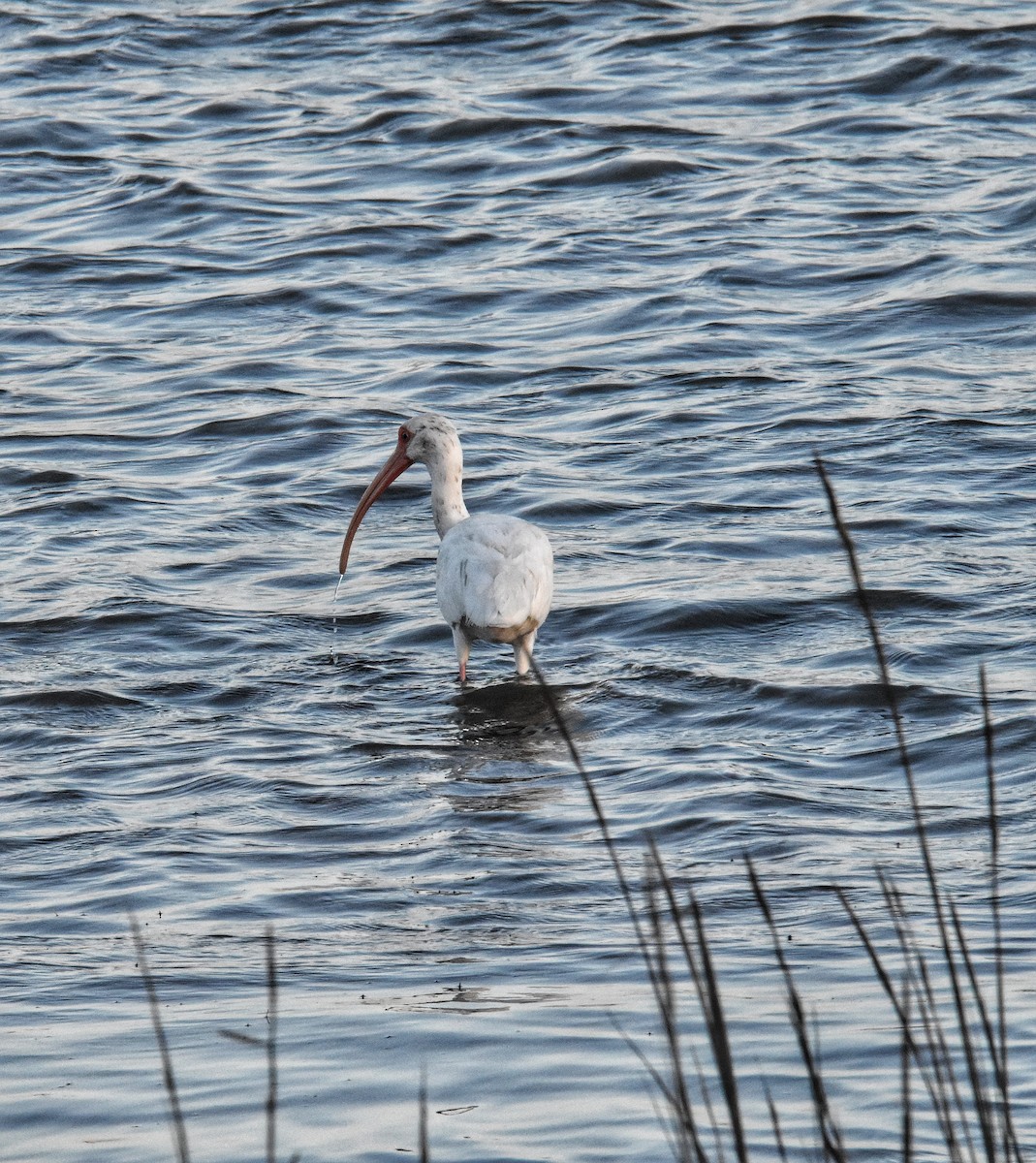 White Ibis - ML647869180