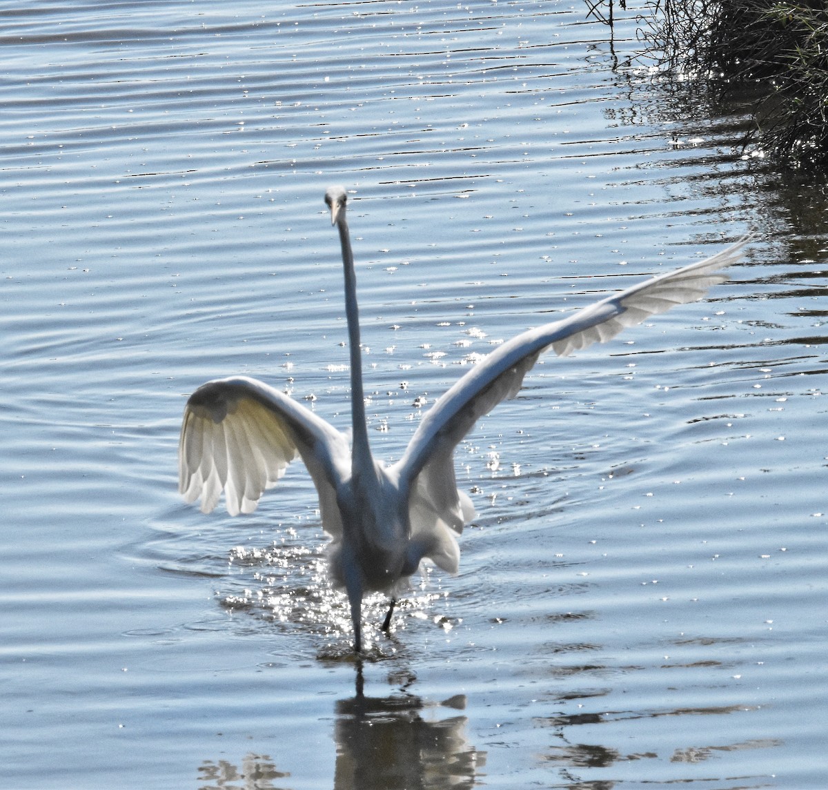 Koartza zuria - ML647869227