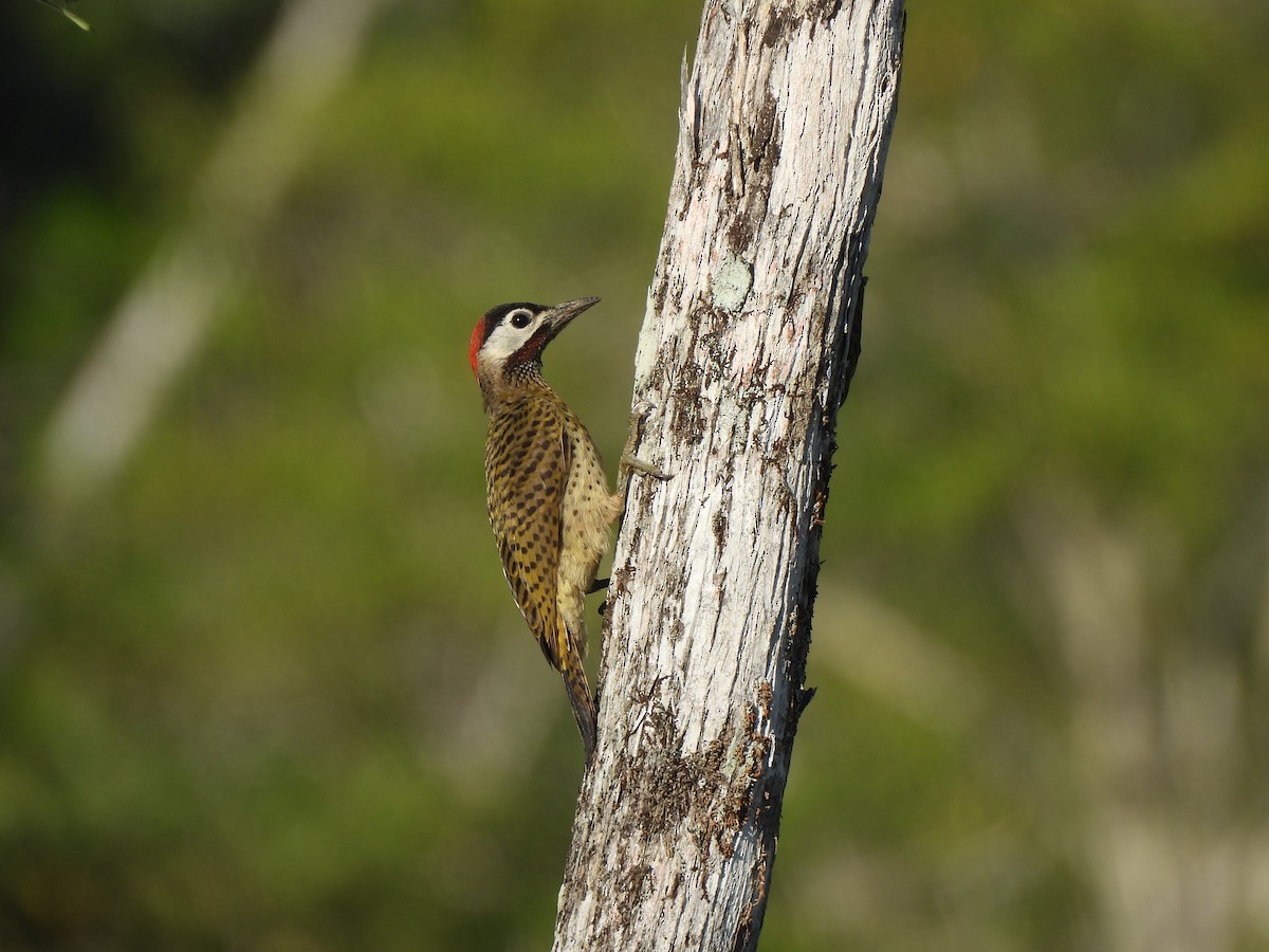 Tüpfelbrustspecht - ML647869233