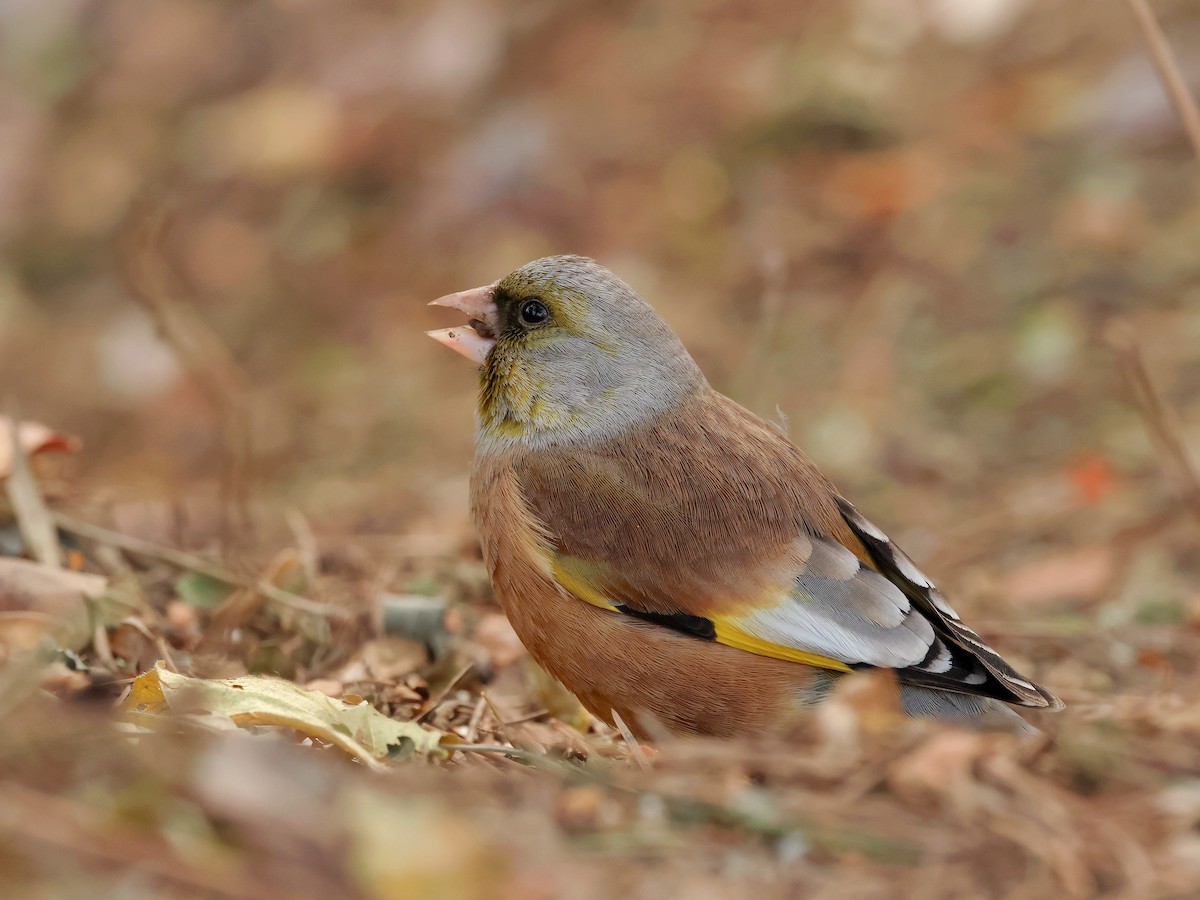 Chinagrünfink - ML647869238