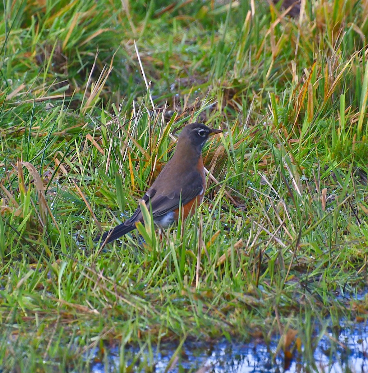 Wanderdrossel - ML647869241