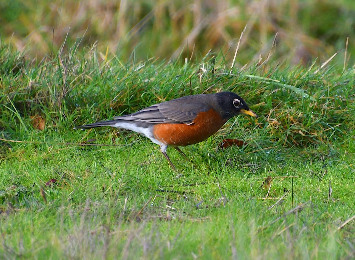 Wanderdrossel - ML647869242