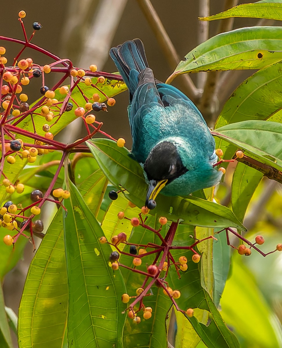 Kappennaschvogel - ML647869243