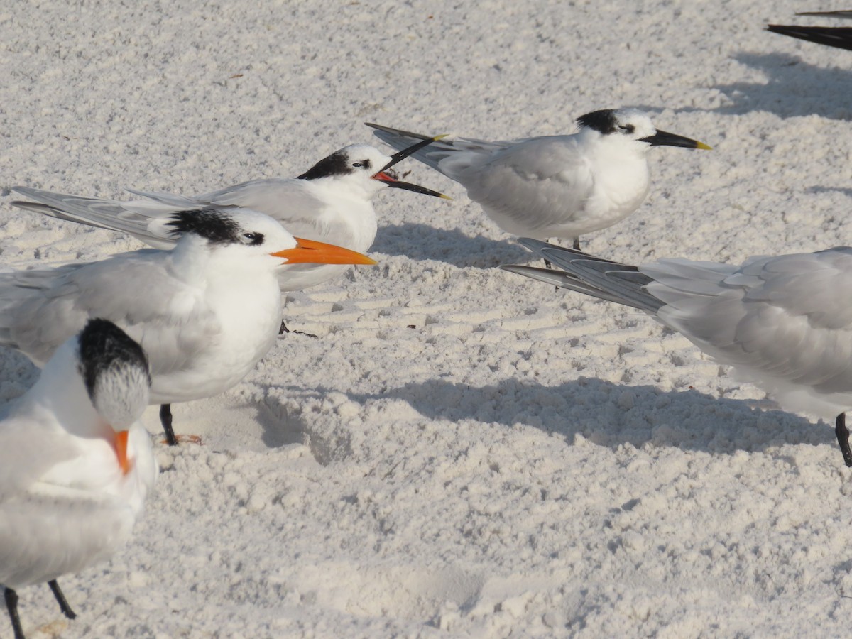 Brandseeschwalbe - ML647869244