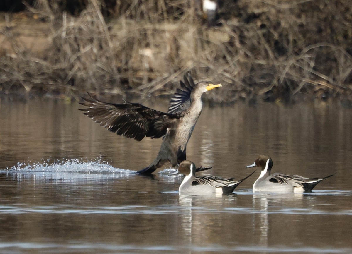 Ohrenscharbe - ML647869245