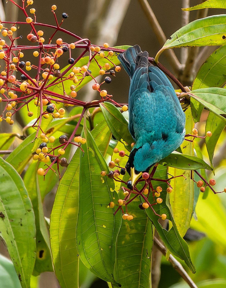 Kappennaschvogel - ML647869246