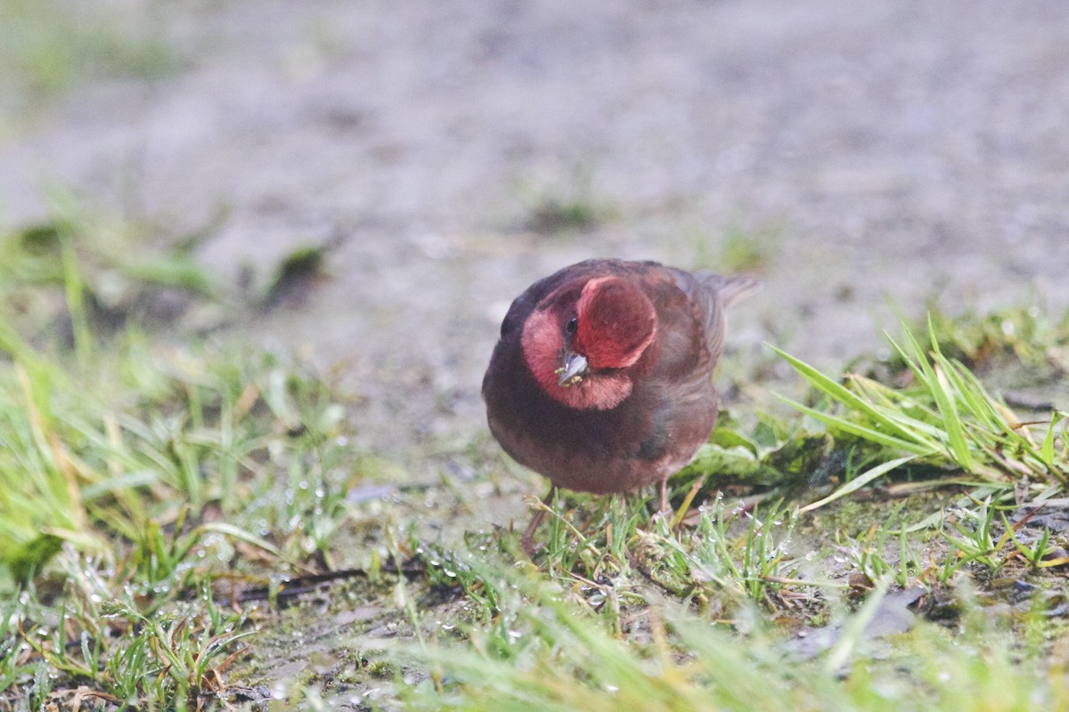 Nepalgimpel - ML647869247