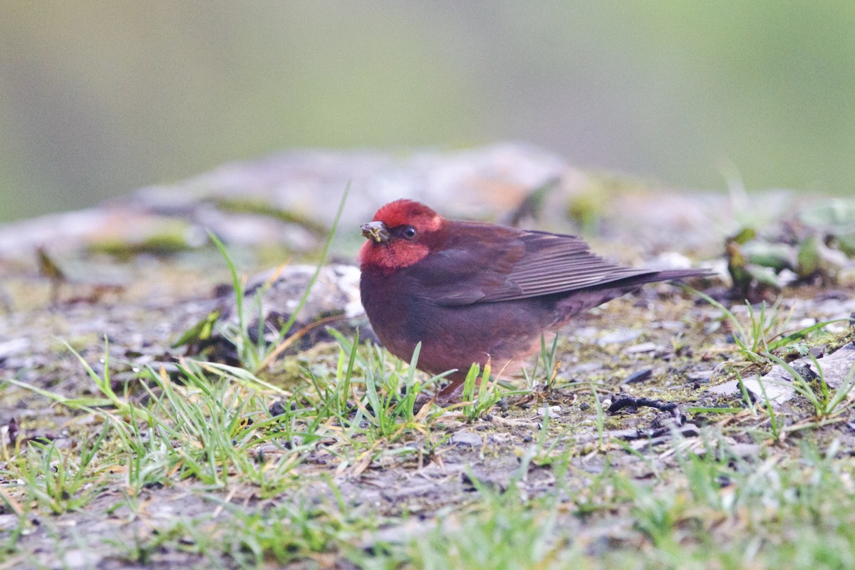 Nepalgimpel - ML647869248