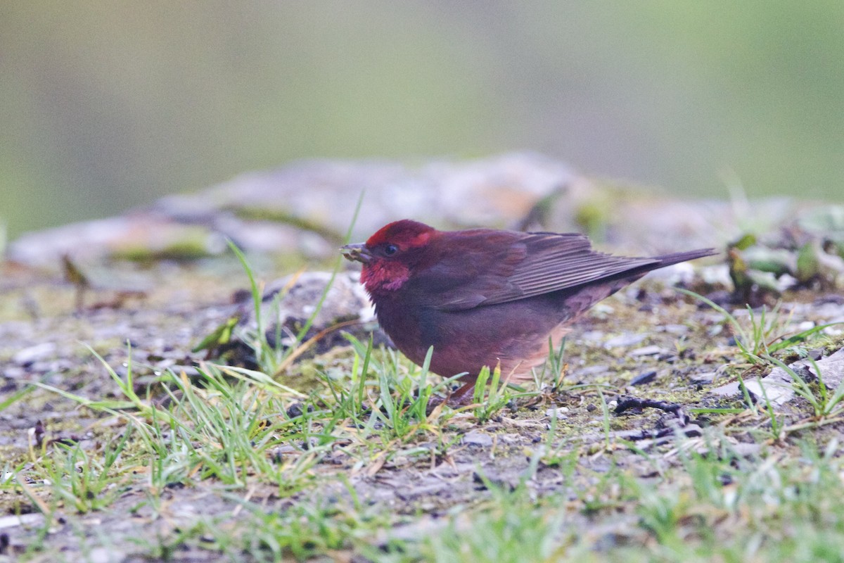 Nepalgimpel - ML647869249