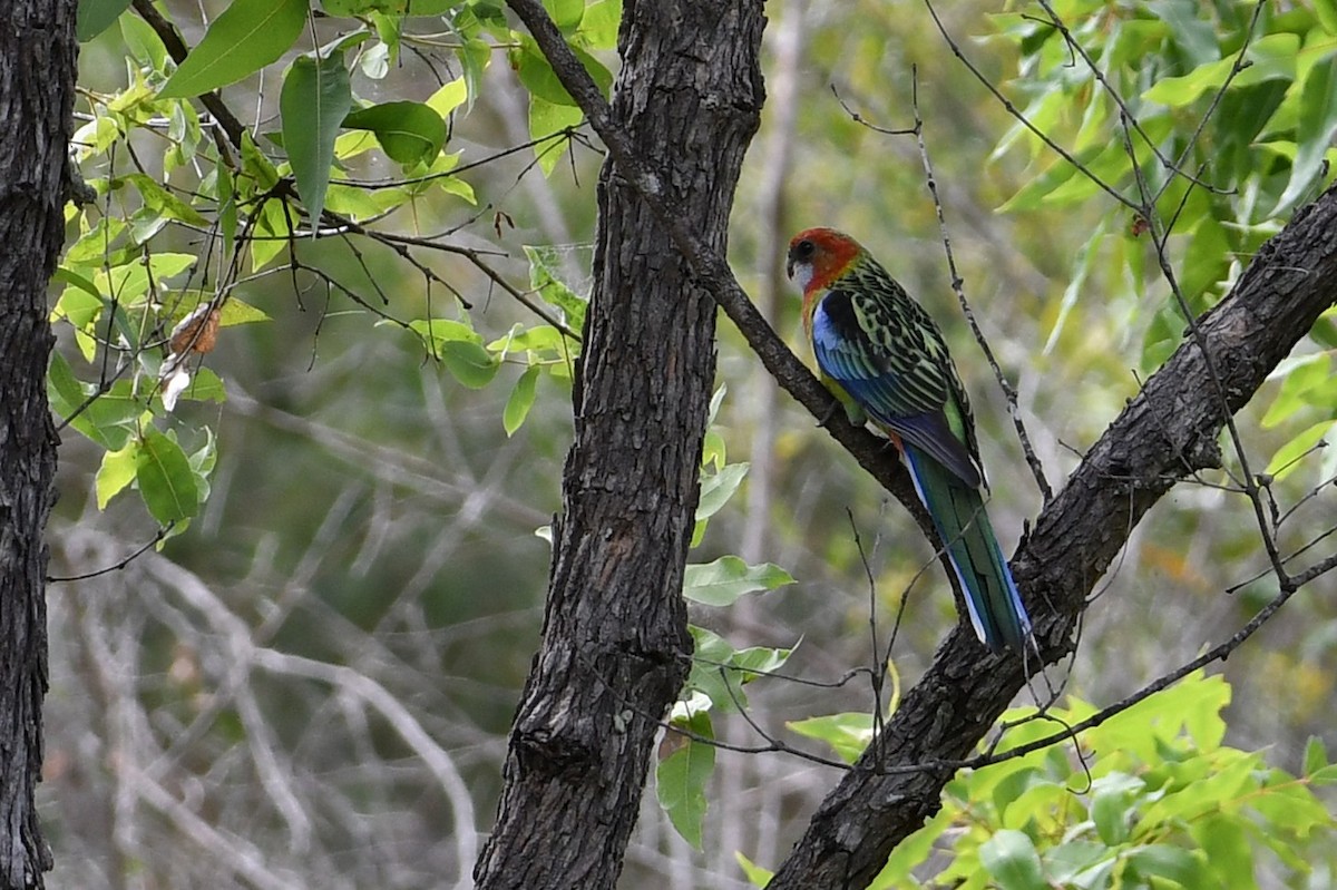 Rosellasittich - ML647869250