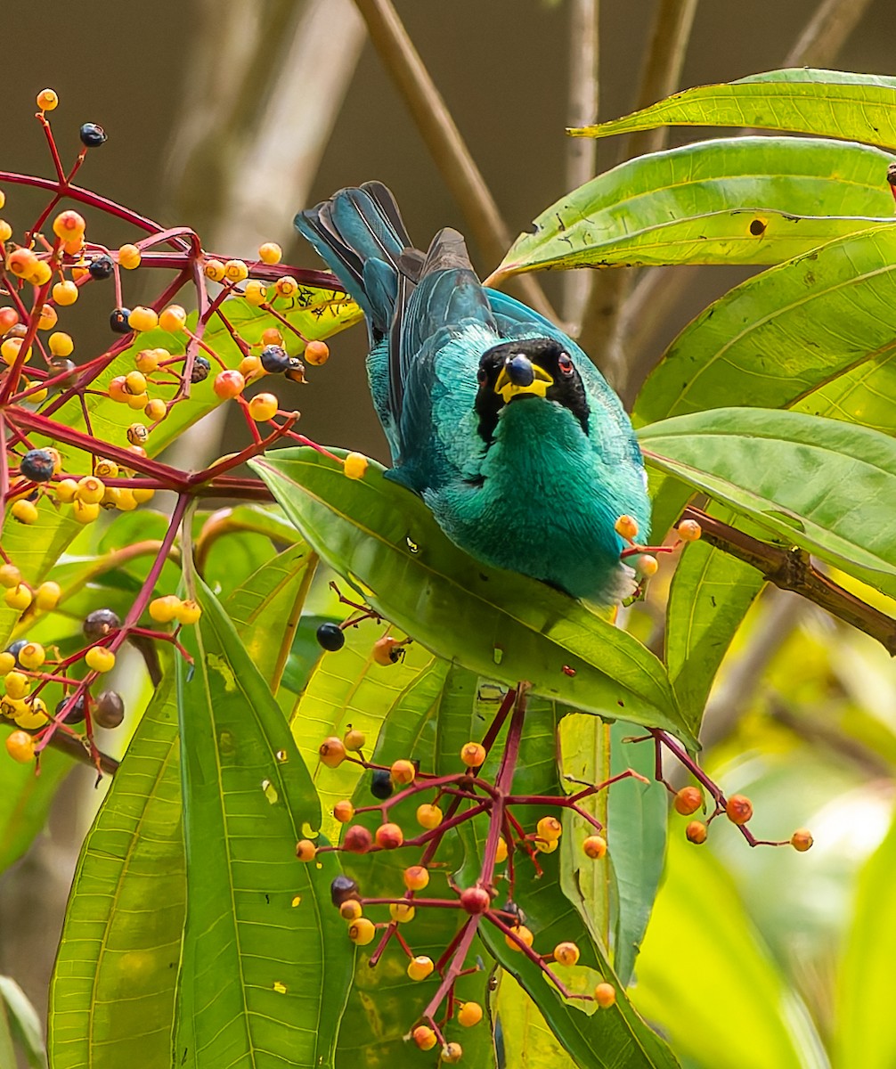 Kappennaschvogel - ML647869252