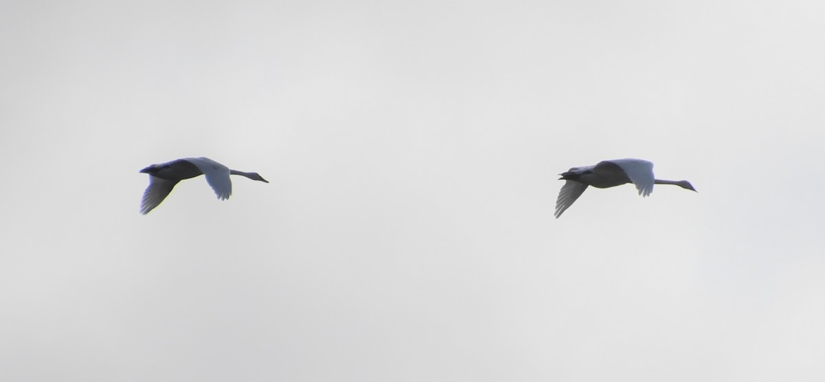 Trompeterschwan - ML647869254